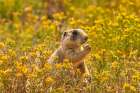USA, Colorado, Arapaho National Wildlife Refuge. White-tailed prairie dog  eating amid flowers. Art Print